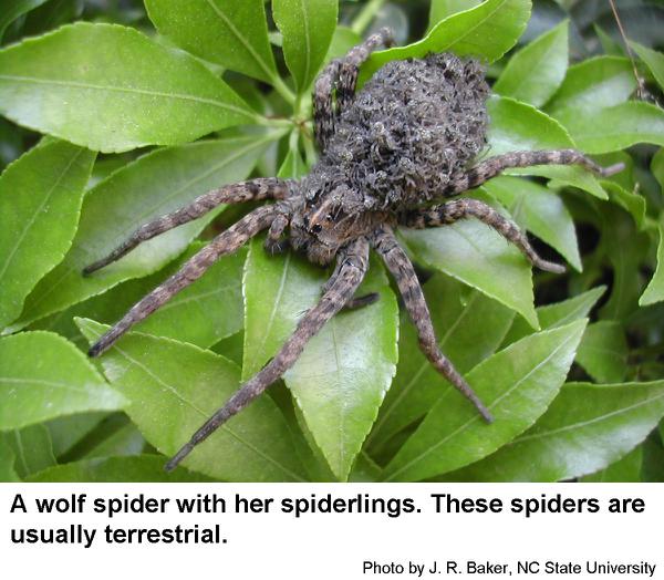 dark brown wolf spider