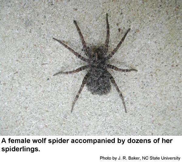 Dolomedes tenebrosus (Dark Fishing Spider) in Lynchburg, Virginia United  States