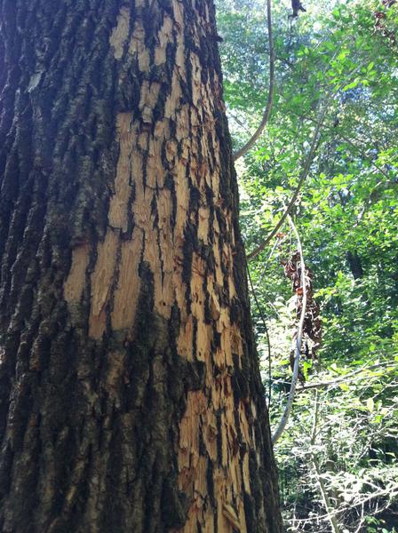 Bark of an ash tree removed by woodpeckers, lighter in color