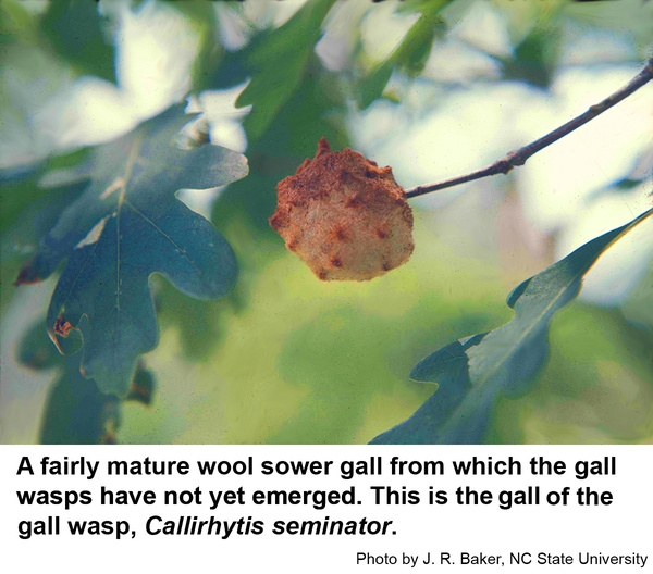 Wool sower galls are fluffy white, then white with pink