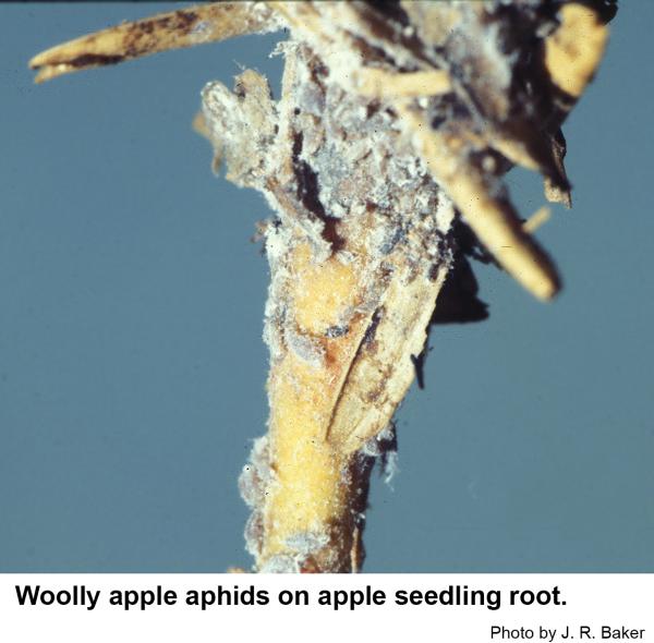 Woolly apple aphids on apple seedling.