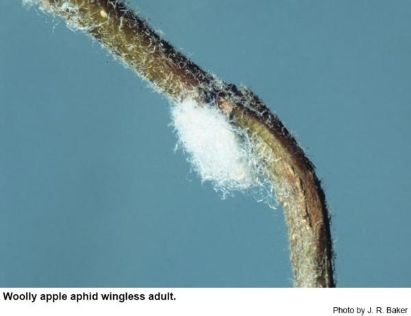Wingless woolly apple aphid adult