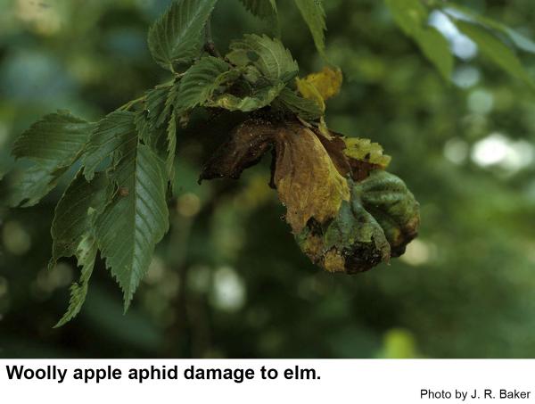 Woolly apple aphid damage to elm leaves.