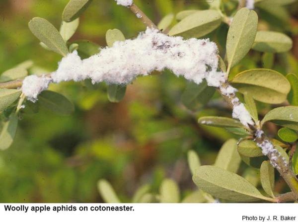 A mass of woolly apple aphids on cotoneaster.