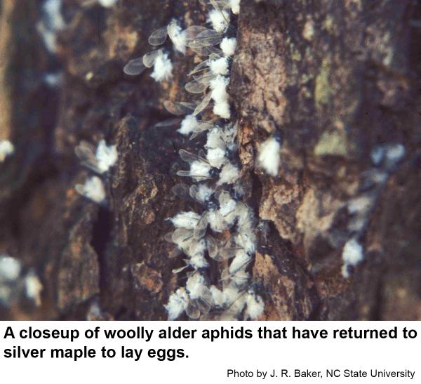 Woolly alder aphids return to silver maple to lay eggs.