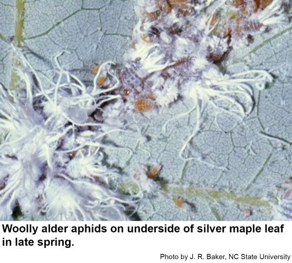 Woolly alder aphids on silver maple leaf.