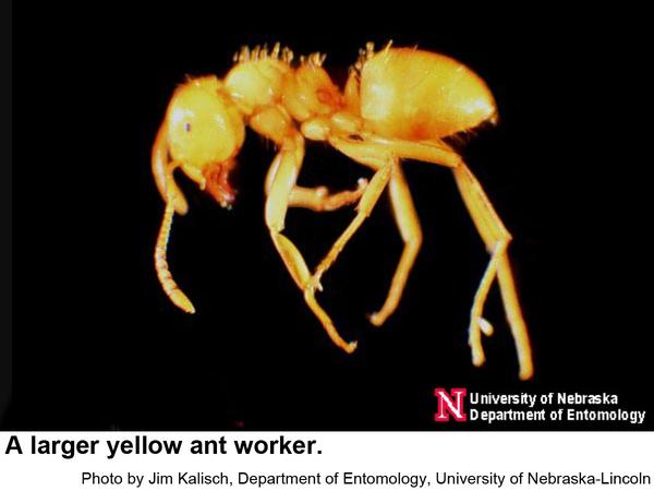Larger yellow ant worker