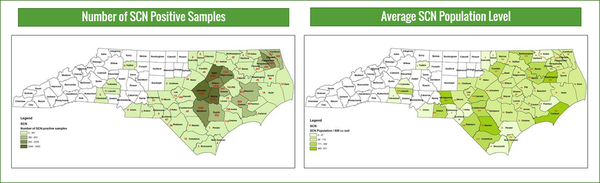 Map of NC showing SCN positive samples (left) Map of NC showing SCN population level (right)