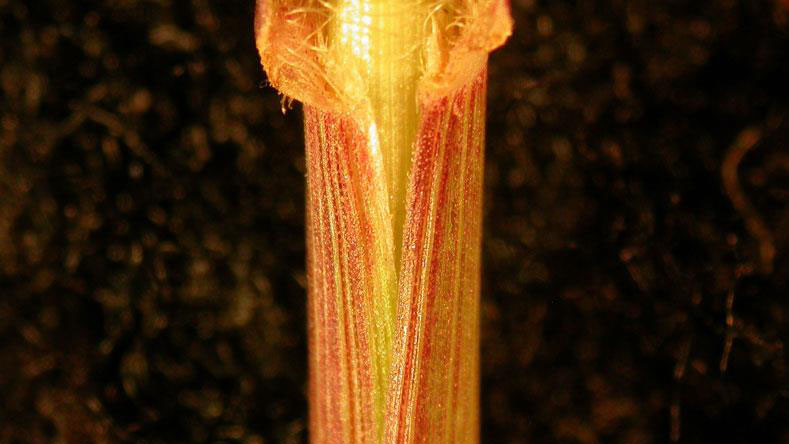 Yellow Foxtail sheath