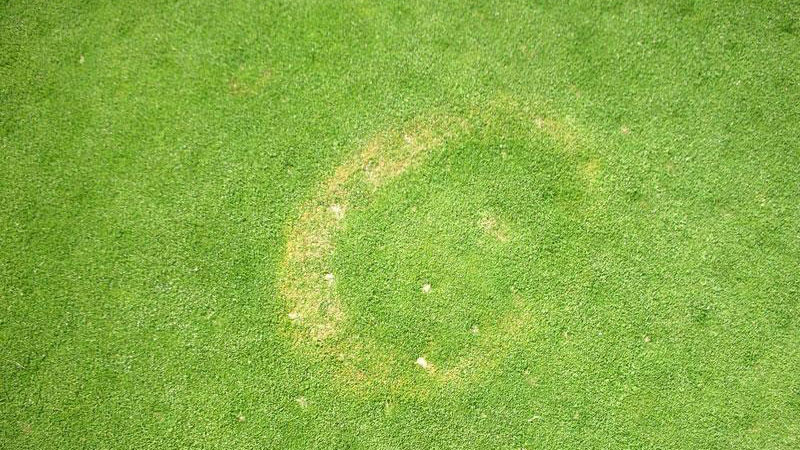 Yellow patch stand symptoms.
