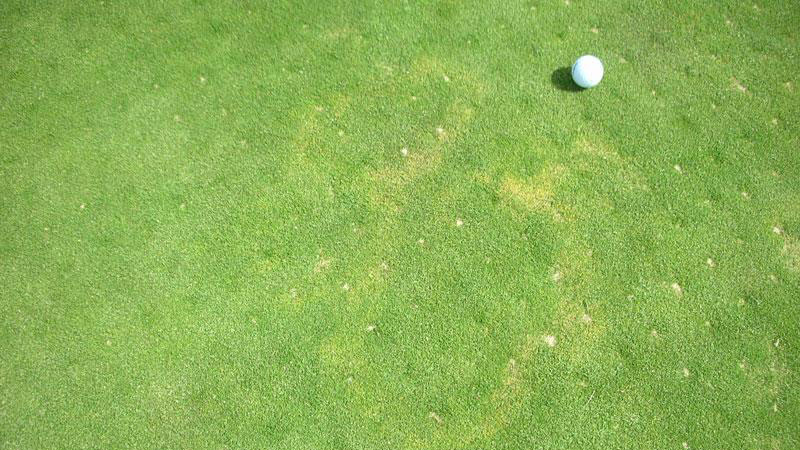Yellow patch stand symptoms.