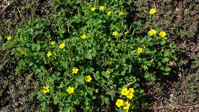 photo of yellow woodsorrel in soil (low-growing plant)