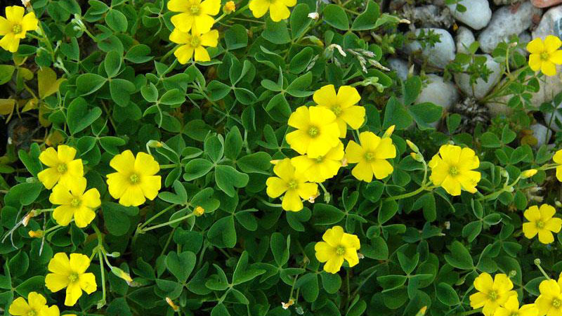 Yellow woodsorrel flower color.