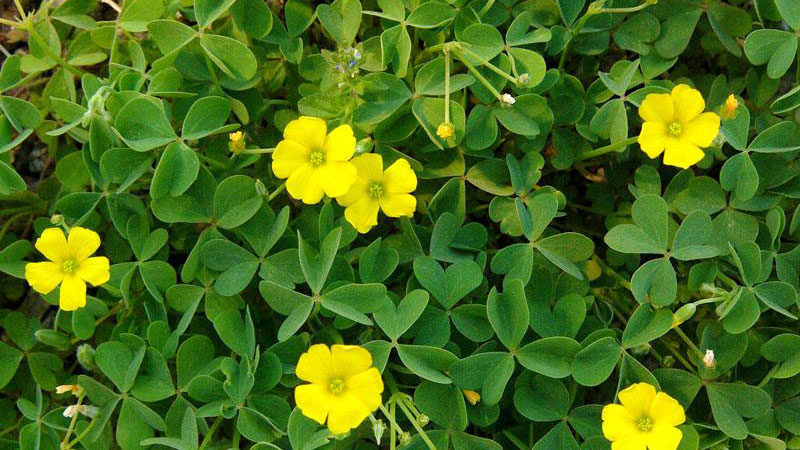Yellow woodsorrel outdoors with yellow flowers