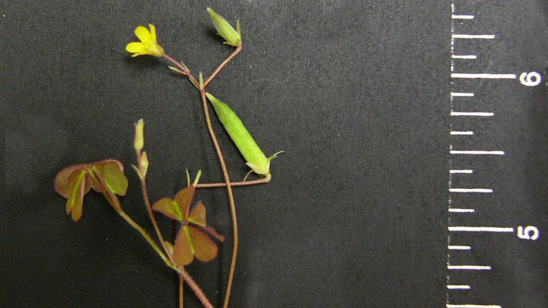 Yellow woodsorrel against black background with measurement markings