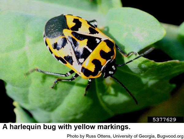 Photo of a yellow harlequin bug
