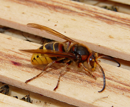 European hornet on wood