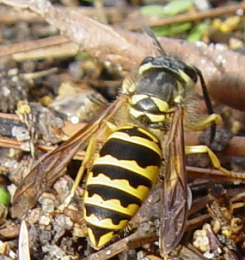 Closeup view of common yellowjacket