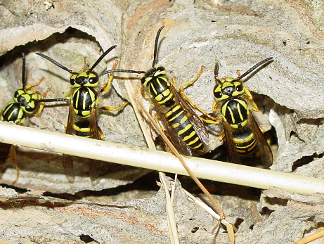 Four Yellow Jackets