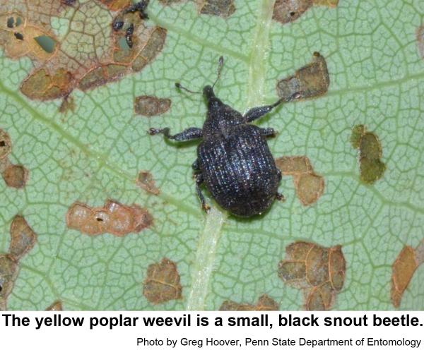 Yellow poplar weevil is a small, black snout beetle