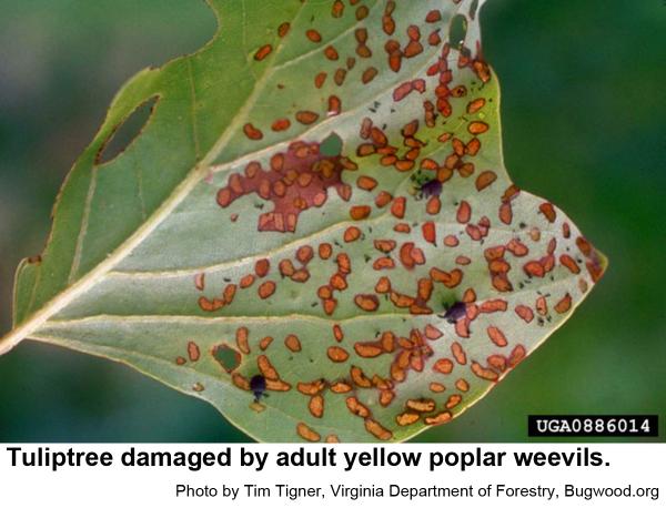 Adult yellow poplar weevils make oblong pits