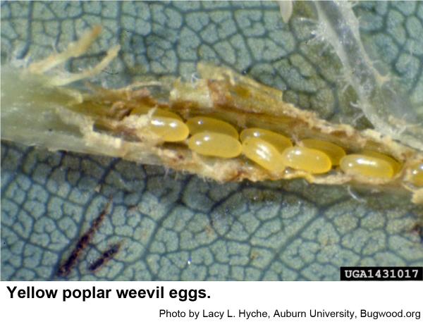 Yellow poplar weevil eggs