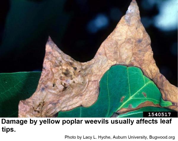 The mines of yellow poplar weevil grubs