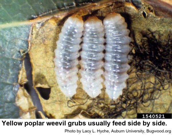 Yellow poplar weevil grubs usually feed side by side.