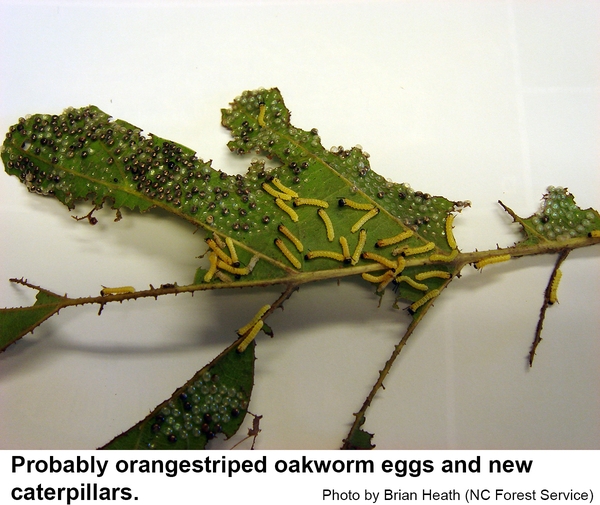 Probably orangestriped oakworm eggs and new caterpillars