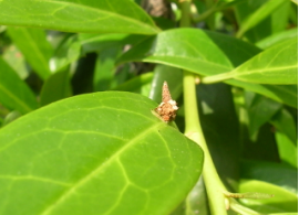 Figure 5. Larva feeding on the surface of a leaf.