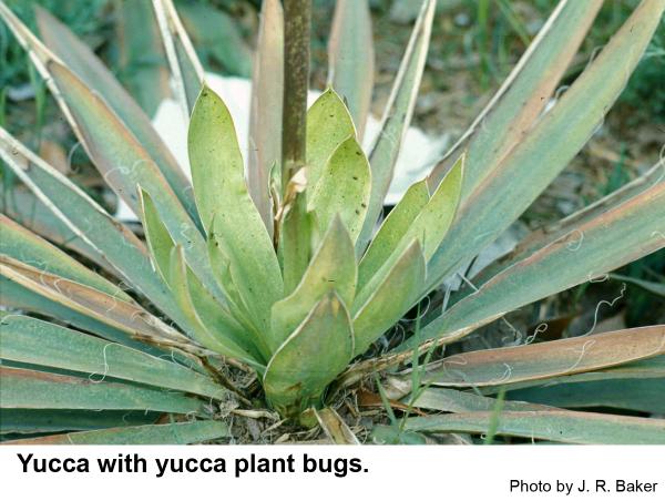 yucca with yucca plant bugs