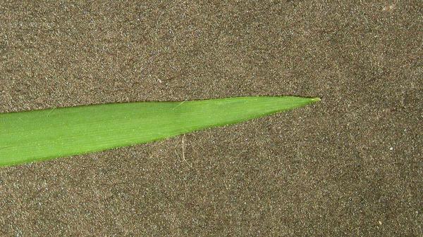 Zoysiagrass leaf blade.