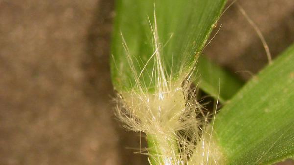 Zoysiagrass hairy ligule.