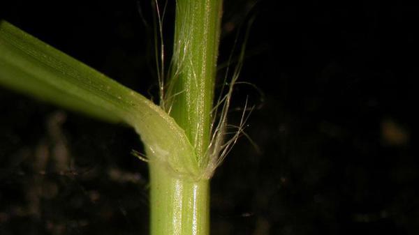 Zoysiagrass ligule short hairs.