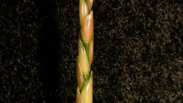 Zoysiagrass seedhead.