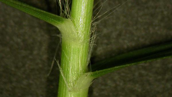 Zoysiagrass vernation.